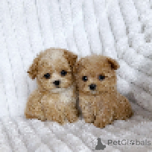 Foto №4. Ich werde verkaufen maltipu in der Stadt Dnipro. vom kindergarten, züchter - preis - 2422€