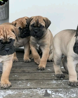 Foto №2 zu Ankündigung № 138947 zu verkaufen deutscher boxer - einkaufen USA quotient 	ankündigung, züchter