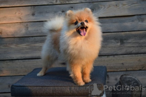 Foto №3. Zwergspitz-Pomeranian Boo. Serbien