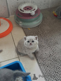 Foto №2 zu Ankündigung № 160068 zu verkaufen britisch kurzhaar - einkaufen Italien quotient 	ankündigung