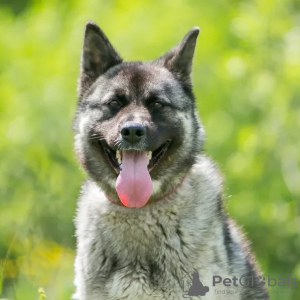 Zusätzliche Fotos: Unglaublicher Hund Nori sucht ein Zuhause!