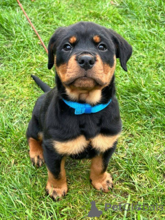 Foto №3. Tolle Rottweiler-Welpen, sie sind absolut unglaubliche Rottweiler! Hervorragende. Deutschland