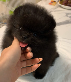 Foto №3. Zu verkaufen. Russische Föderation