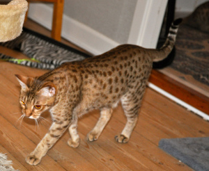 Foto №2. Paarung Service ocicat. Preis - 42€