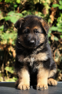 Foto №2 zu Ankündigung № 121535 zu verkaufen deutscher schäferhund - einkaufen Russische Föderation vom kindergarten