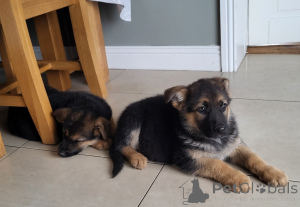 Foto №4. Ich werde verkaufen deutscher schäferhund in der Stadt Benfica. quotient 	ankündigung - preis - verhandelt