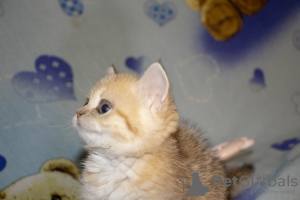 Foto №2 zu Ankündigung № 7734 zu verkaufen schottische faltohrkatze - einkaufen Russische Föderation vom kindergarten, züchter