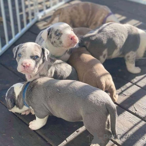 Foto №2 zu Ankündigung № 135754 zu verkaufen american pit bull terrier - einkaufen Finnland quotient 	ankündigung, aus dem tierheim