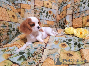 Foto №2 zu Ankündigung № 172150 zu verkaufen cavalier king charles spaniel - einkaufen Georgien 