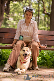 Foto №3. Peppy sucht ein Haus. Und er wartet von ganzem Herzen auf ihn.. Russische Föderation