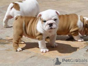 Foto №1. englische bulldogge - zum Verkauf in der Stadt Prag | 284€ | Ankündigung № 111201