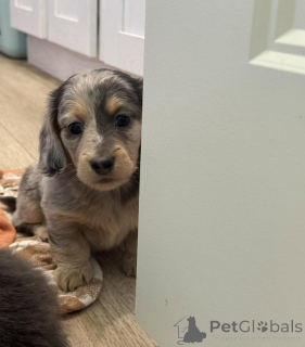 Foto №4. Ich werde verkaufen dackel in der Stadt Berlin. züchter - preis - verhandelt