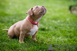 Foto №3. American Bully Welpen zu verkaufen. Bosnien und Herzegowina