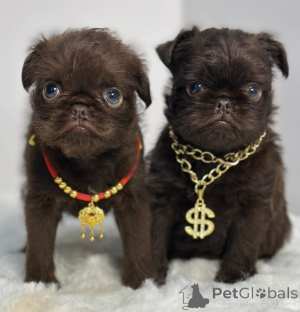 Foto №3. Griffon Brussel. Serbien