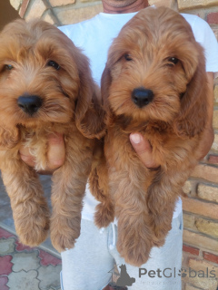 Foto №3. Cockapoo-Welpen. Serbien