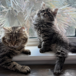Foto №1. sibirische katze - zum Verkauf in der Stadt Brno | verhandelt | Ankündigung № 169401