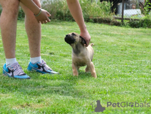 Zusätzliche Fotos: Boerboel-Welpen (Südafrikanischer Mastiff).