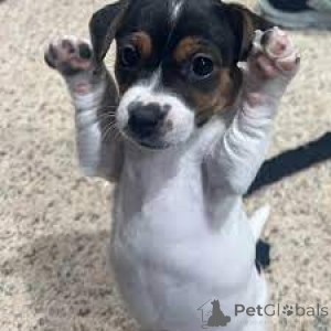 Foto №3. Jack Russell Terrier-Welpen zum Verkauf. Belgien