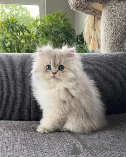 Foto №1. perserkatze - zum Verkauf in der Stadt Hamburg | verhandelt | Ankündigung № 165339