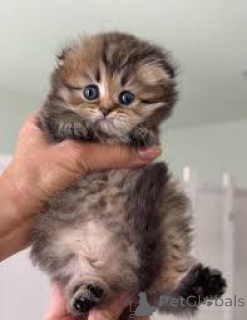 Foto №2 zu Ankündigung № 161090 zu verkaufen munchkin - einkaufen Finnland quotient 	ankündigung, züchter