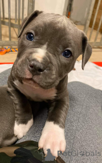 Foto №2 zu Ankündigung № 159920 zu verkaufen american pit bull terrier - einkaufen Deutschland 