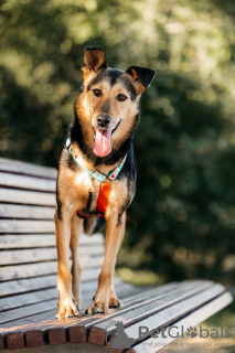 Zusätzliche Fotos: Gemischter Deutscher Schäferhund Graf in guten Händen