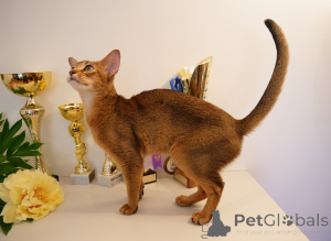 Zusätzliche Fotos: Club Abessinier-Kätzchen