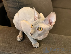 Foto №2 zu Ankündigung № 133674 zu verkaufen sphynx cat - einkaufen Frankreich quotient 	ankündigung