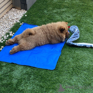 Foto №2 zu Ankündigung № 172214 zu verkaufen chow-chow - einkaufen Finnland quotient 	ankündigung