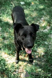 Zusätzliche Fotos: Der gute Hund Drake ist in guten Händen.