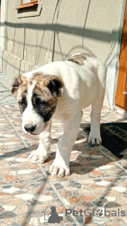 Foto №2 zu Ankündigung № 71872 zu verkaufen zentralasiatischer owtscharka - einkaufen Moldawien züchter