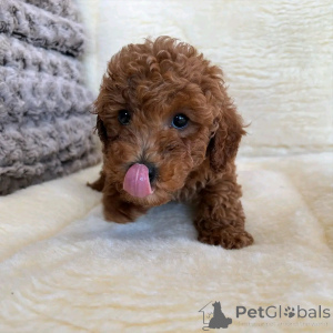 Foto №3. SPIELEGUGUG PUDEL WELPEN ZUR Adoption. Deutschland