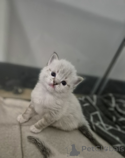 Foto №3. Ragdoll Kätzchen. Polen