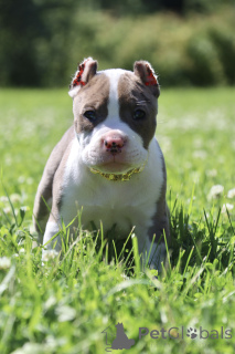 Foto №1. american bully - zum Verkauf in der Stadt Ramenskoje | 2156€ | Ankündigung № 147528