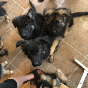 Foto №3. Hervorragende Deutsche Schäferhundwelpen suchen ein liebevolles Zuhause. Portugal