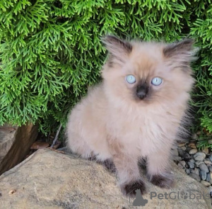 Foto №3. Ragdoll-Katze. Deutschland