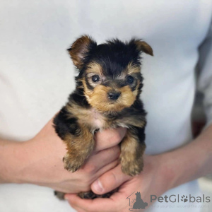 Foto №2 zu Ankündigung № 157332 zu verkaufen yorkshire terrier - einkaufen Irland quotient 	ankündigung