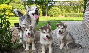 Foto №1. alaskan malamute - zum Verkauf in der Stadt Adršpach | verhandelt | Ankündigung № 170699