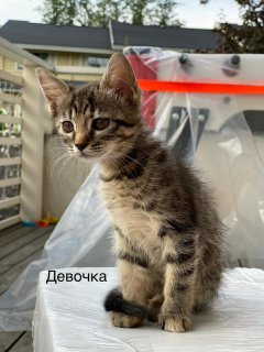 Foto №3. Wir suchen fürsorgliche Besitzer für drei Kätzchen. Russische Föderation