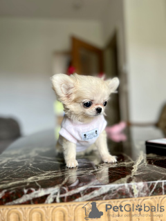 Foto №3. Chihuahua mini. Deutschland