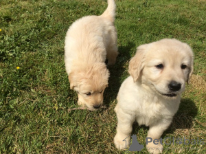 Foto №1. golden retriever - zum Verkauf in der Stadt Бернау | Frei | Ankündigung № 116013