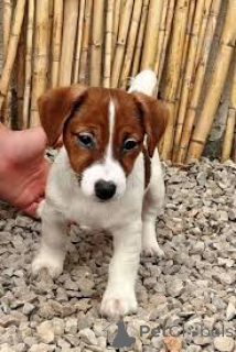 Foto №3. Jack-Russell-Terrier-Cuccioli im Verkauf. Italien
