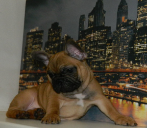 Foto №1. französische bulldogge - zum Verkauf in der Stadt Киев | 475€ | Ankündigung № 4730
