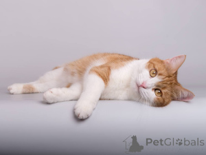 Foto №4. Ich werde verkaufen  in der Stadt Chimki. aus dem tierheim - preis - Frei