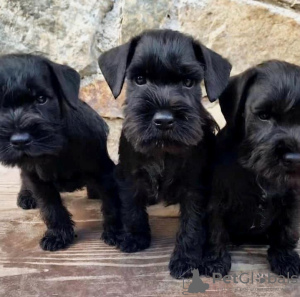 Foto №3. Wunderschöne geimpfte Schnauzer-Welpen stehen jetzt zum Verkauf in ein. Rumänien