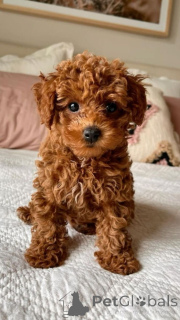 Foto №1. pudel (toy) - zum Verkauf in der Stadt Saint Anton AM Arlberg | 550€ | Ankündigung № 160540