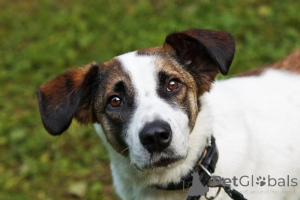 Foto №1. mischlingshund - zum Verkauf in der Stadt Chimki | Frei | Ankündigung № 159177