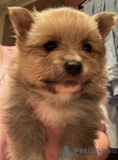 Foto №3. Pommersche Welpen. Deutschland