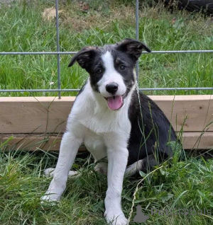 Foto №2 zu Ankündigung № 176312 zu verkaufen border collie - einkaufen Belgien quotient 	ankündigung