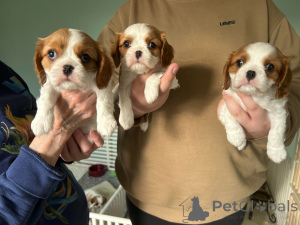 Foto №3. Cavalier King Charles Spaniel Welpen zu verkaufen. Niederlande